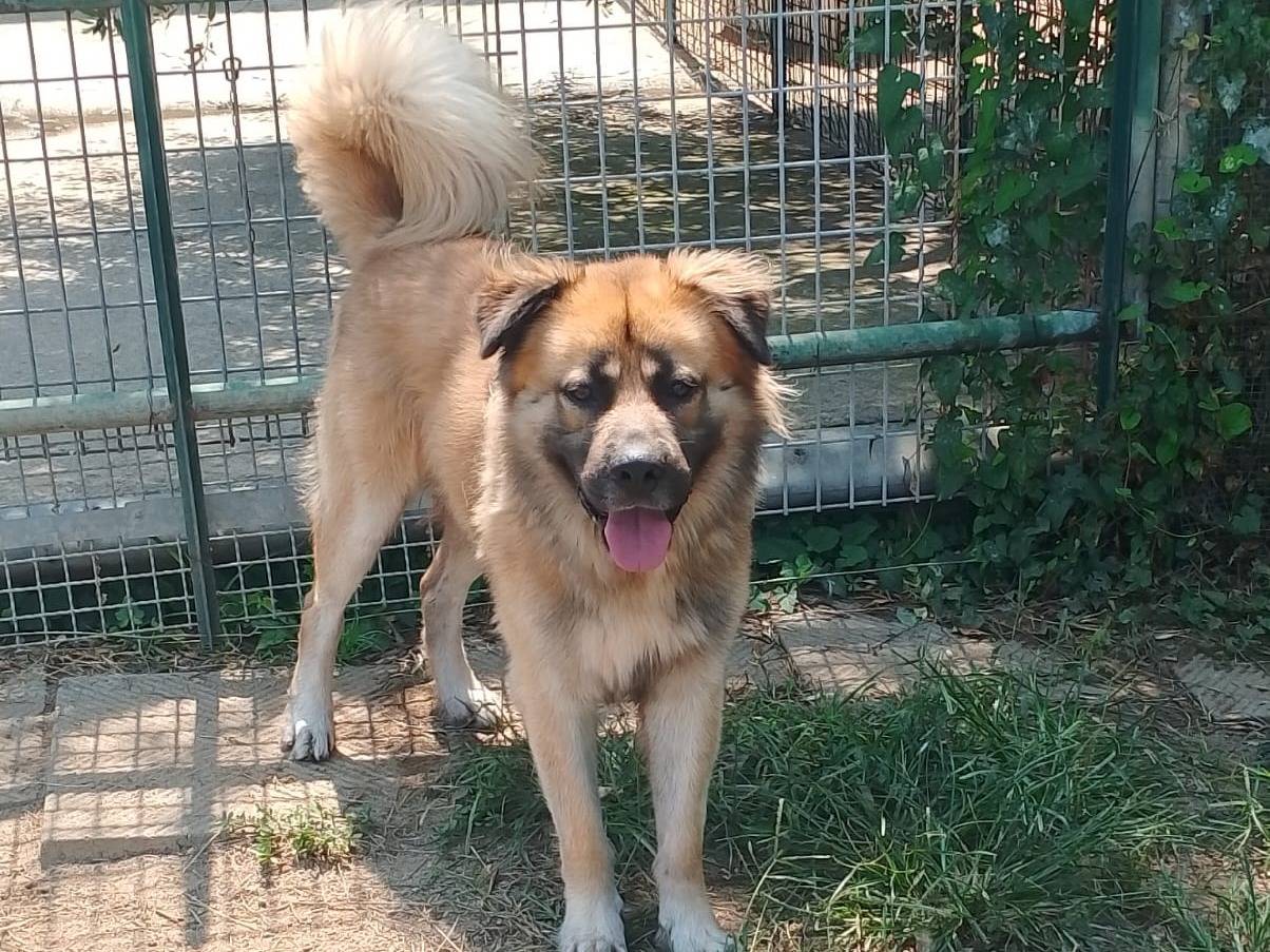 Adotta un cane, maschio, 2 anni e 11 mesi, Reggio