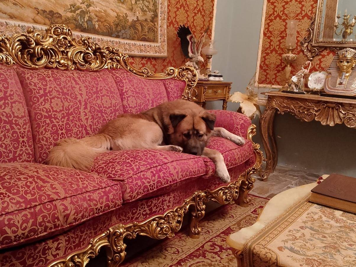 Adotta un cane, taglia gigante, maschio, Reggio