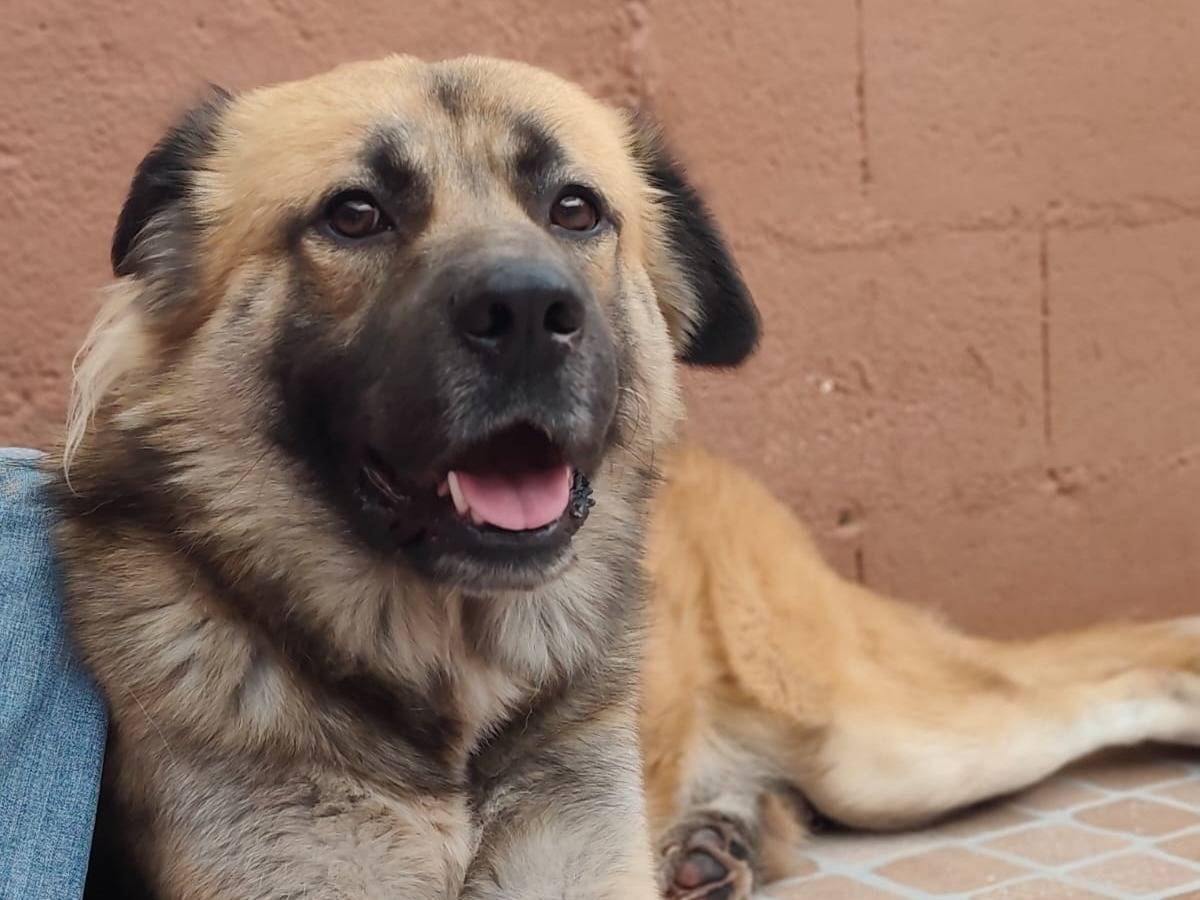 Adozione cane, maschio, Razza sconosciuta Razza sconosciuta, 2 anni e 11 mesi, taglia gigante, Reggio