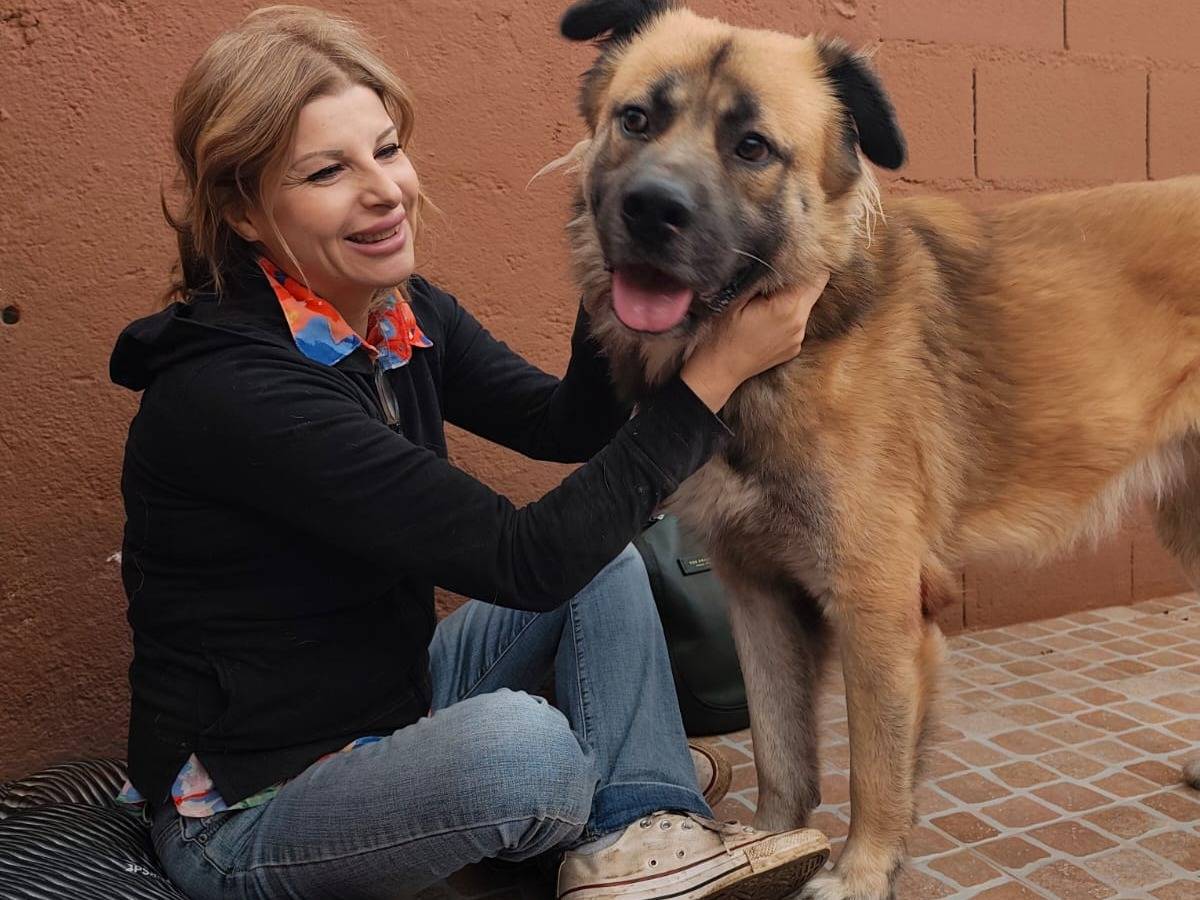 Vuoi adottare un cane a Reggio?