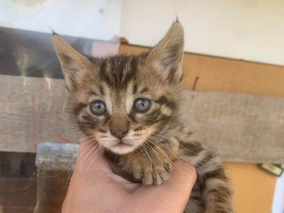 Adozione gatto, maschio, Razza sconosciuta Razza sconosciuta, 2 mesi, taglia non valida, Catanzaro
