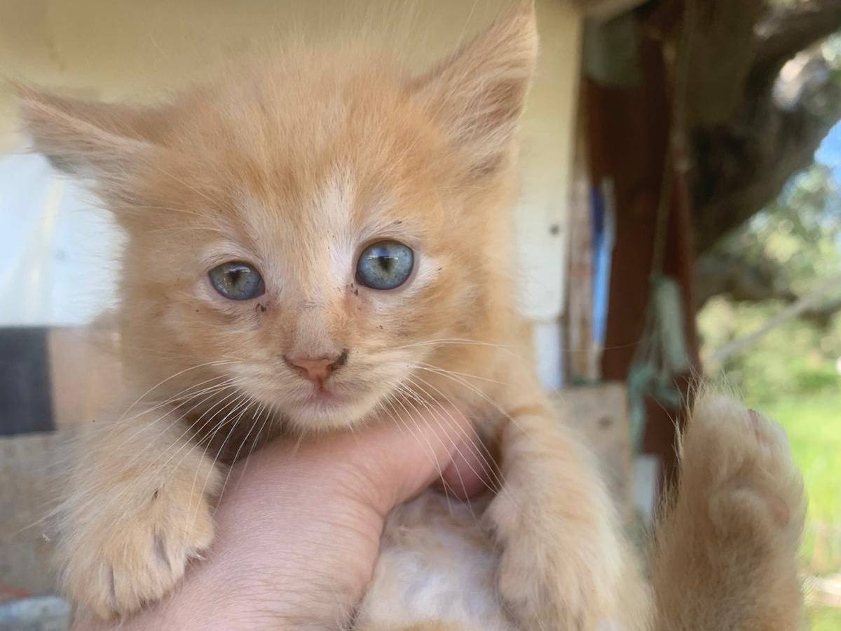 Adozione gatto, maschio, Razza sconosciuta Razza sconosciuta, 2 mesi, taglia non valida, Catanzaro