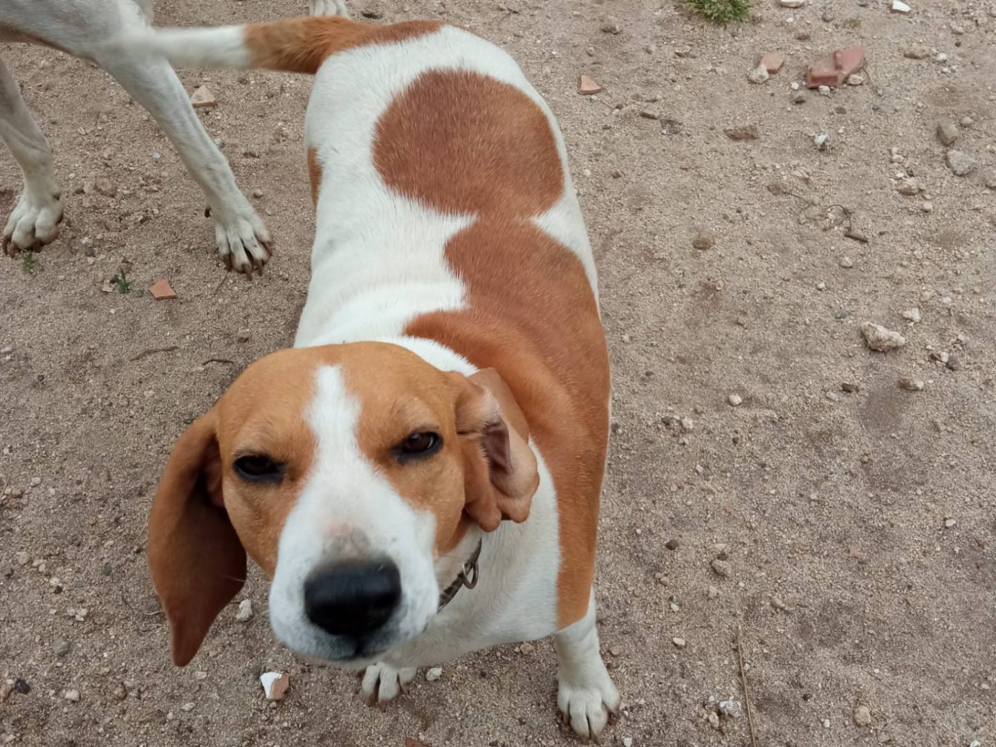 Adozione cane, femmina, Beagle  Razza sconosciuta, 1 anno e 11 mesi, taglia media, Vibo
