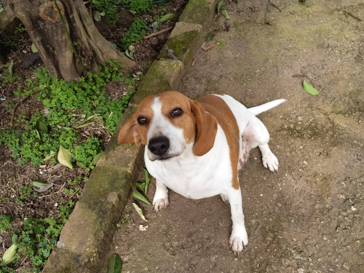 Adotta un cane, femmina, 1 anno e 11 mesi, Vibo