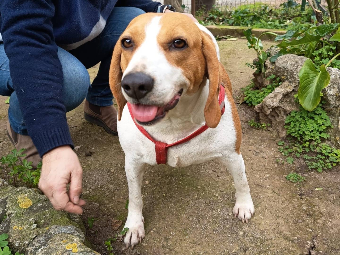 Vuoi adottare un cane a Vibo?