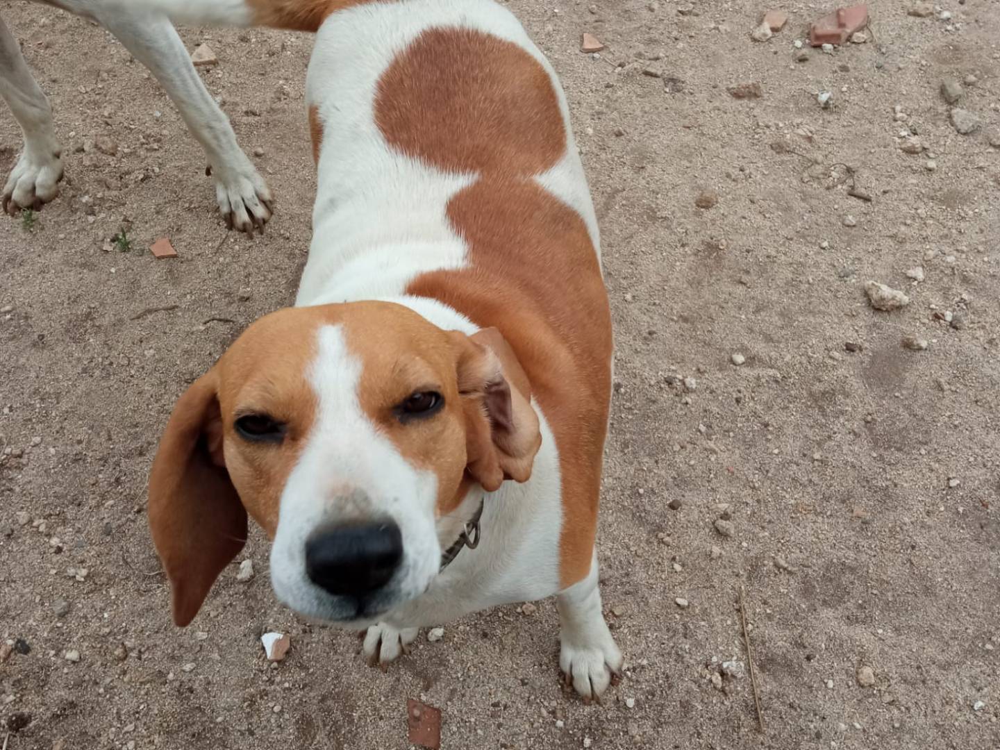 Adotta il cane DORA a Vibo