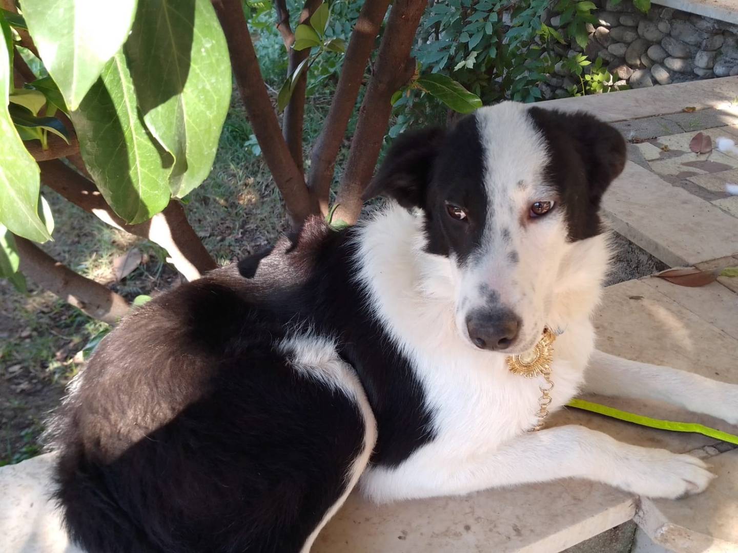 Adotta un cane, maschio, 2 anni e 2 mesi, Avellino