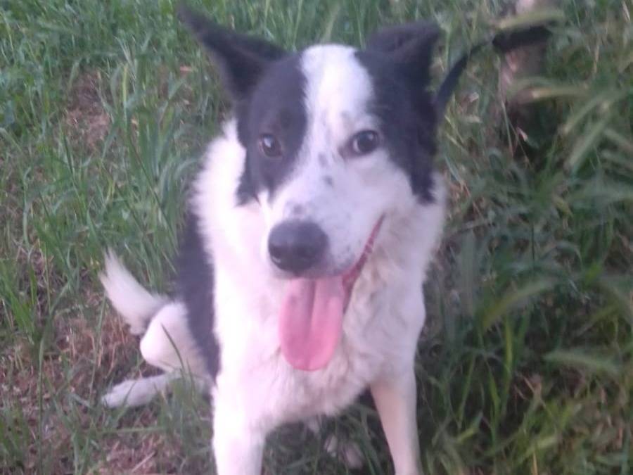 Adozione cane, maschio, Border Collie Razza sconosciuta, 2 anni e 2 mesi, taglia media, Avellino
