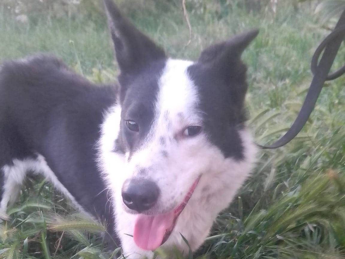 Adotta un cane, taglia media, maschio, Avellino
