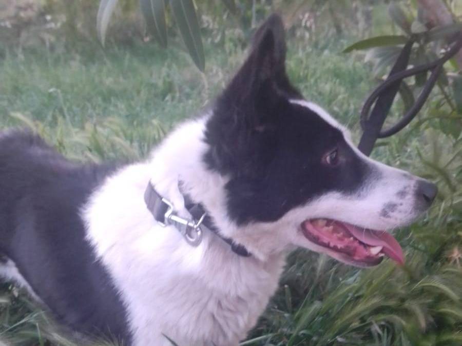 Vuoi adottare un cane a Avellino?