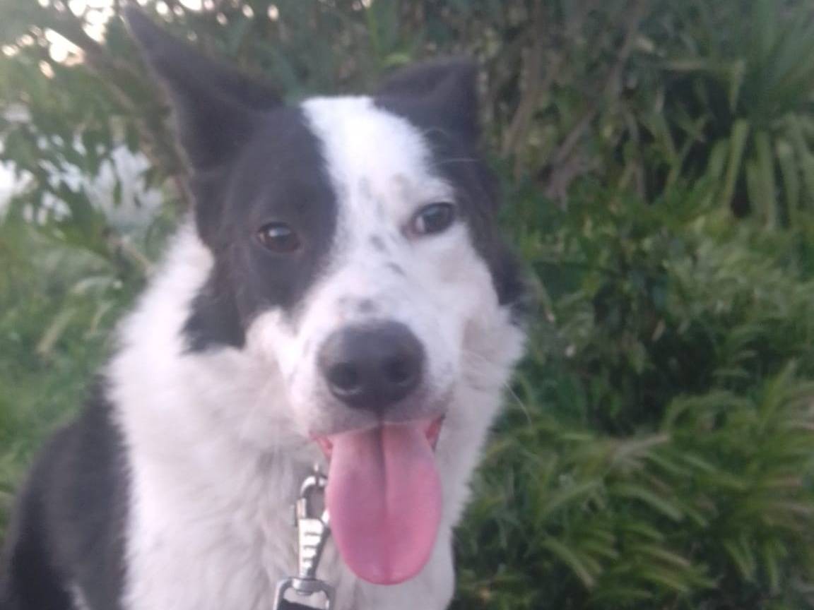 Adotta il cane GREGORY a Avellino