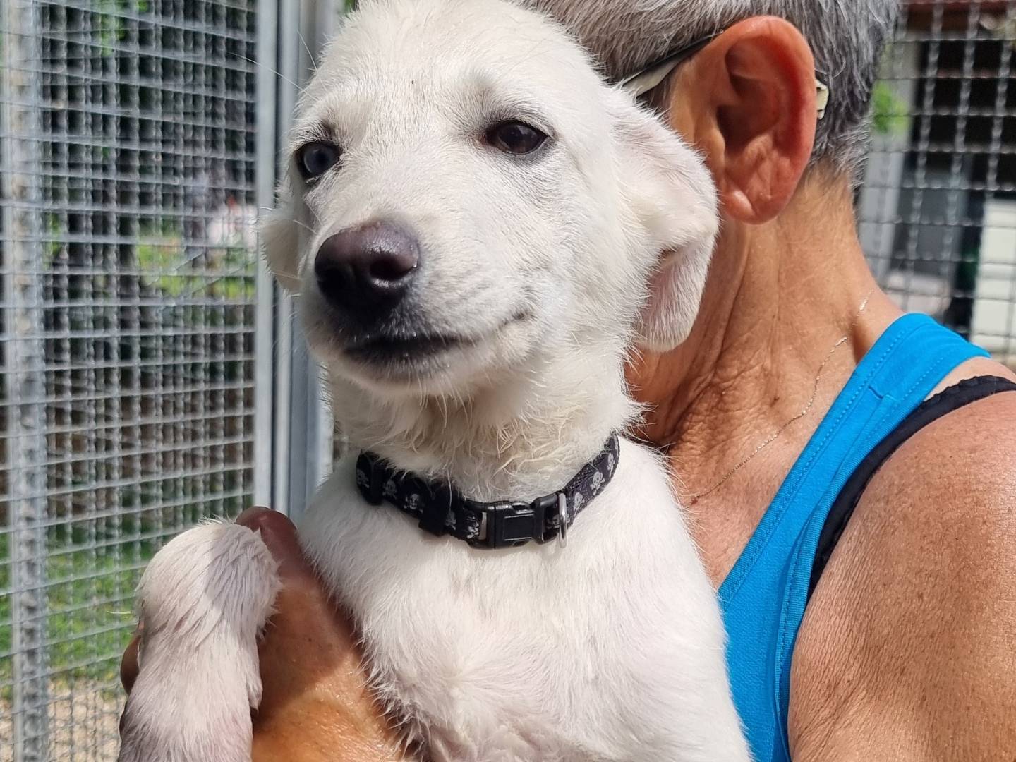 Vuoi adottare un cane a Pavia?