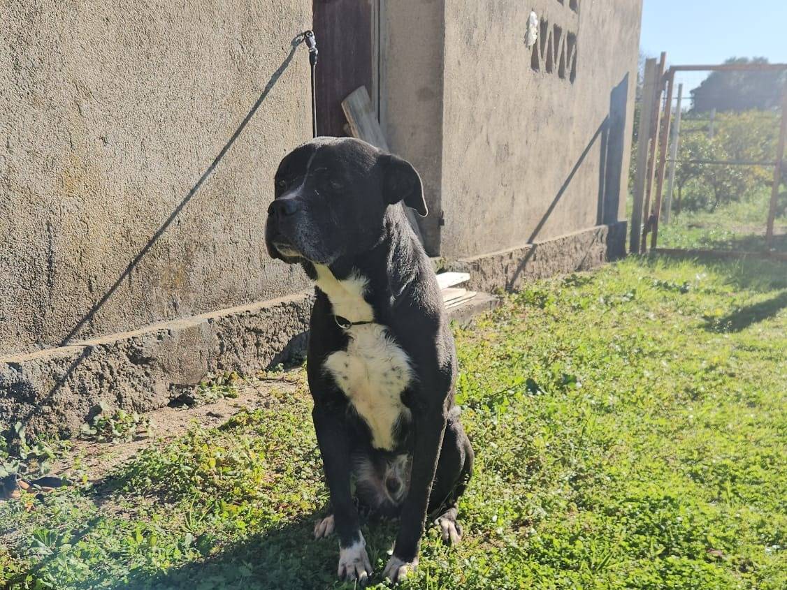 Adotta un cane, taglia grande, maschio, Vibo