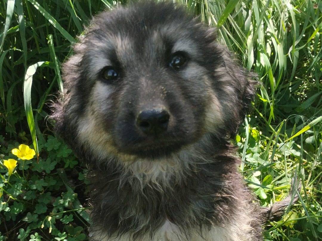 Adozione cane, maschio, Razza sconosciuta Razza sconosciuta, 4 mesi, taglia media, Vibo