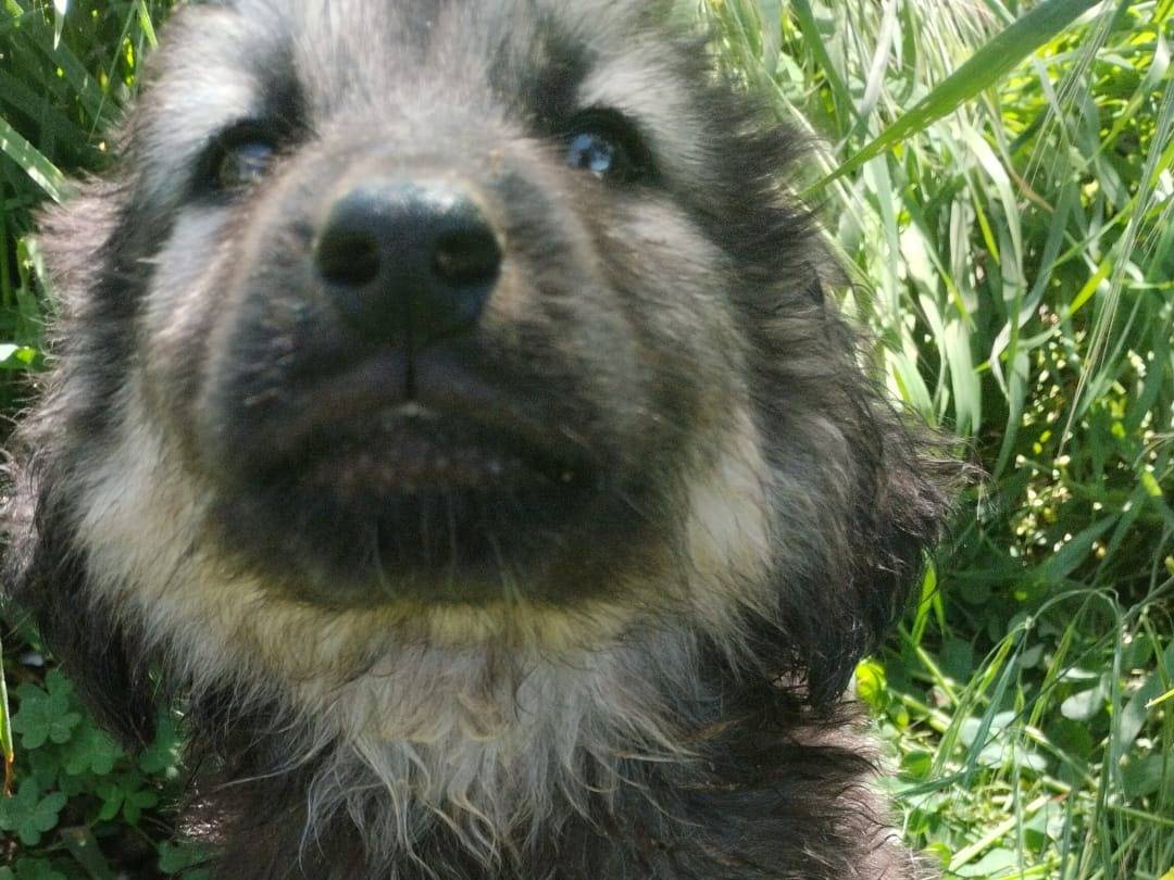 Adotta un cane, maschio, 4 mesi, Vibo