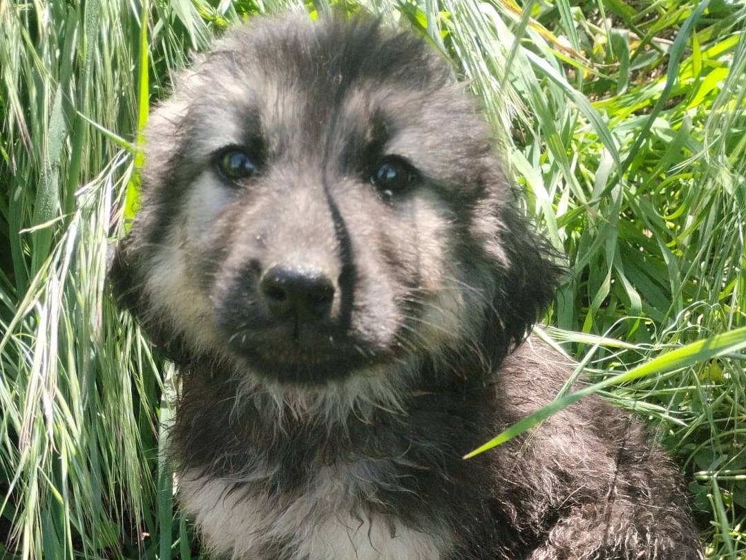 Adotta un cane, taglia media, maschio, Vibo