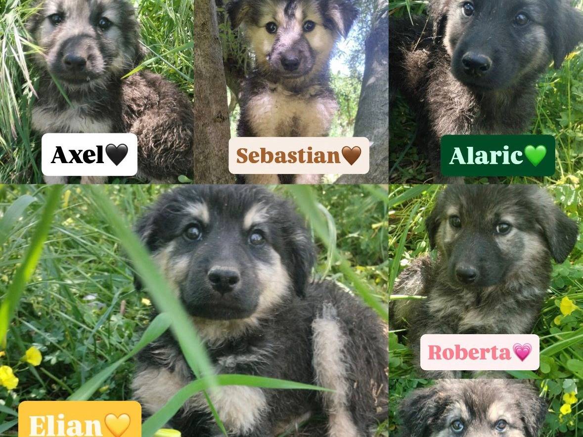 Vuoi adottare un cane a Vibo?