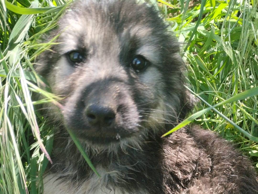 Adotta il cane AXEL a Vibo