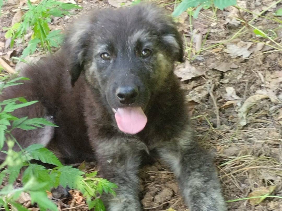 Adotta un cane, maschio, 4 mesi, Vibo