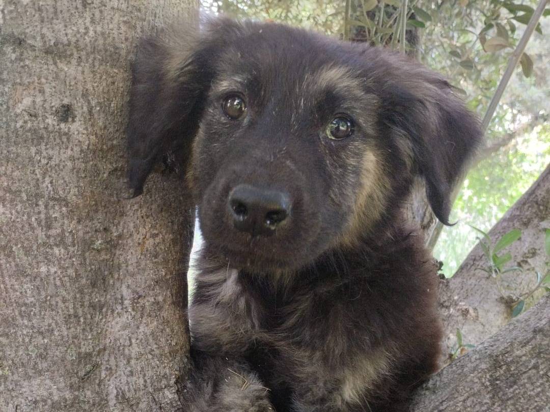 Adotta un cane, taglia media, maschio, Vibo