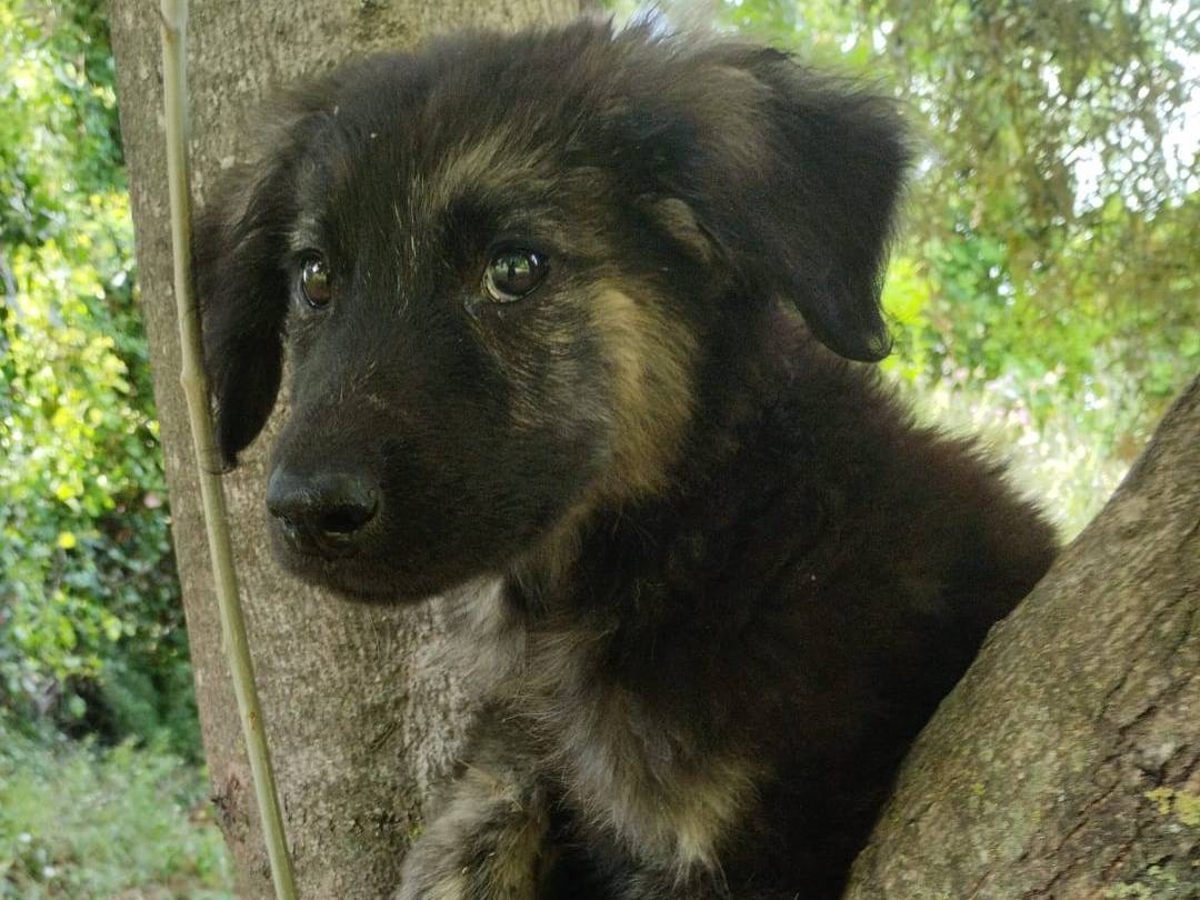 Adozione cane, maschio, Razza sconosciuta Razza sconosciuta, 4 mesi, taglia media, Vibo