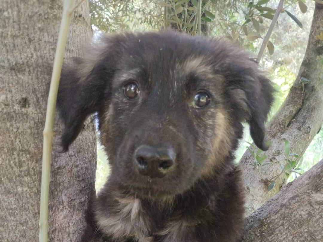 Vuoi adottare un cane a Vibo?
