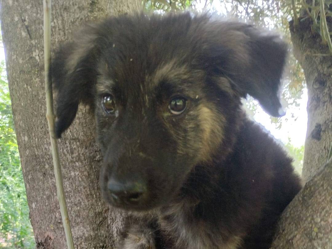 Adotta il cane ALARIC a Vibo
