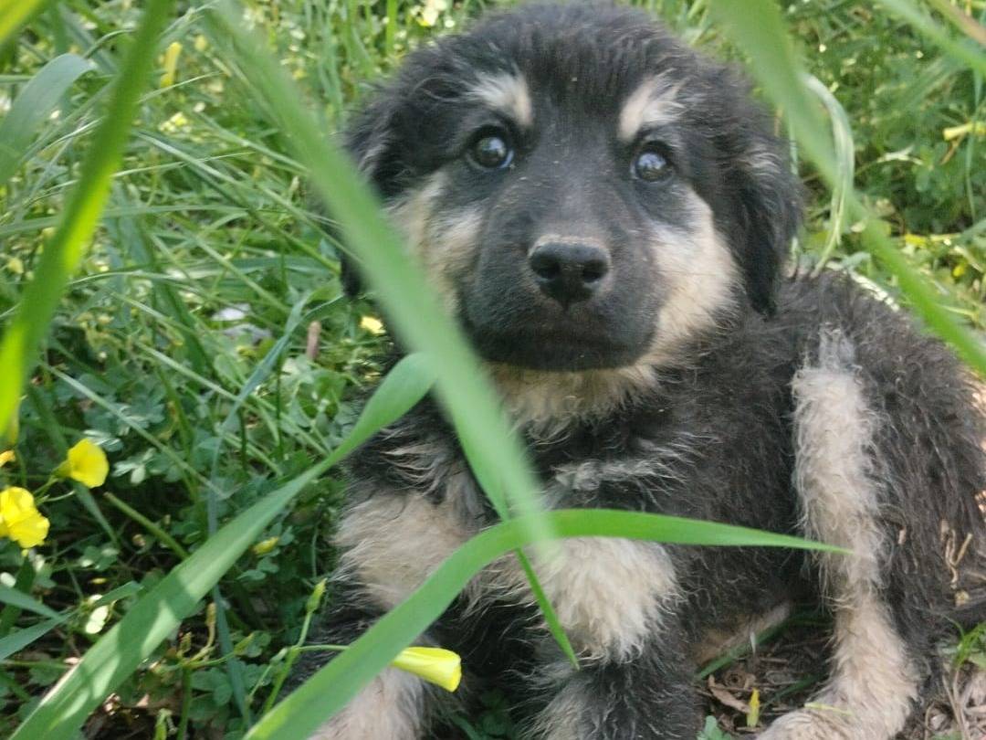 Adozione cane, maschio, Razza sconosciuta Razza sconosciuta, 4 mesi, taglia media, Vibo