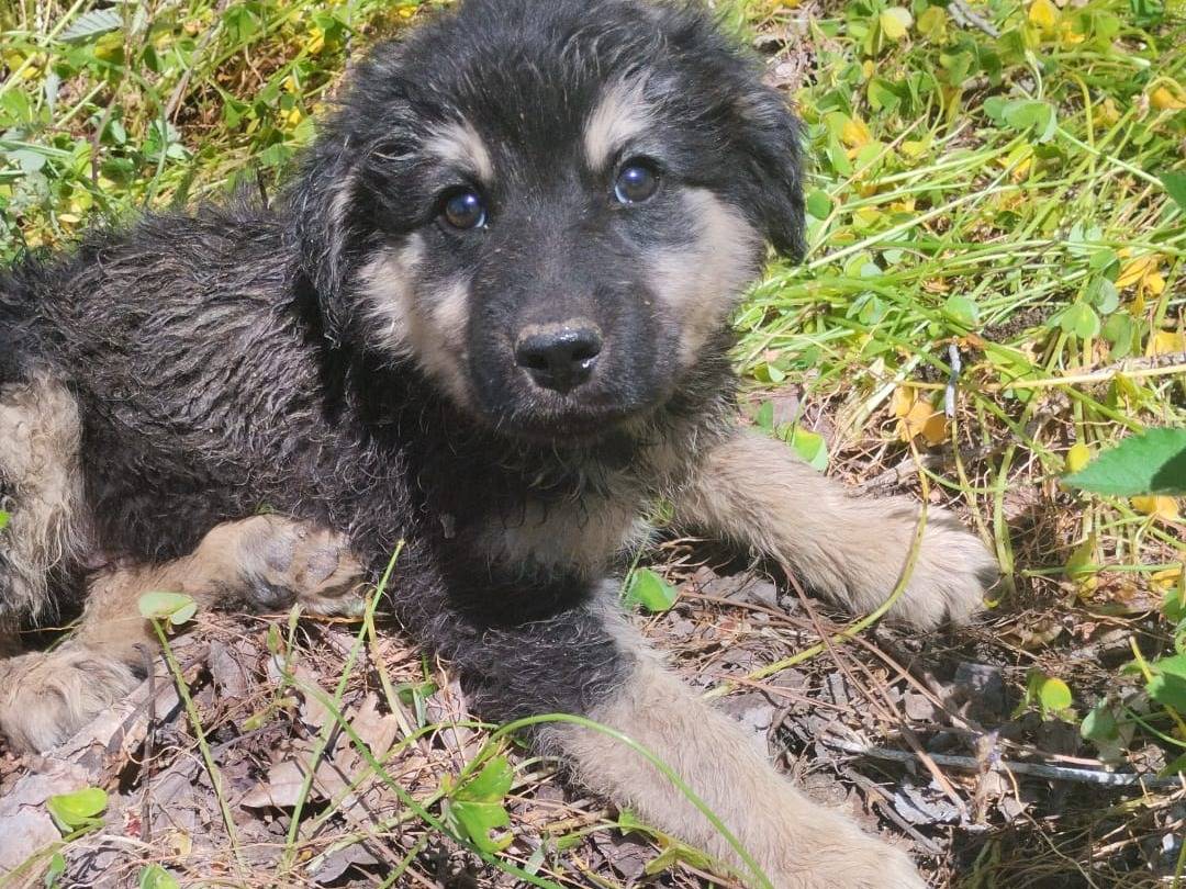 Adotta un cane, maschio, 4 mesi, Vibo