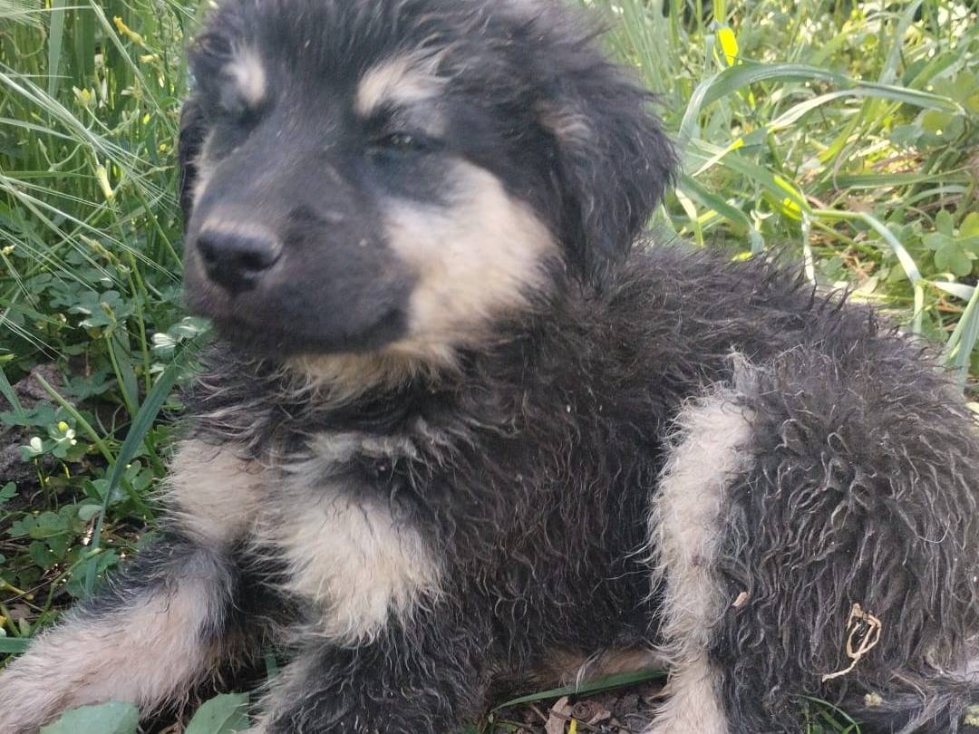 Adotta un cane, taglia media, maschio, Vibo