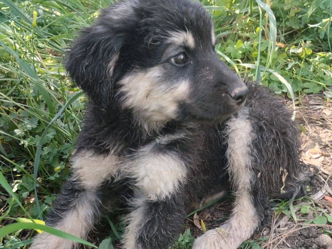 Vuoi adottare un cane a Vibo?