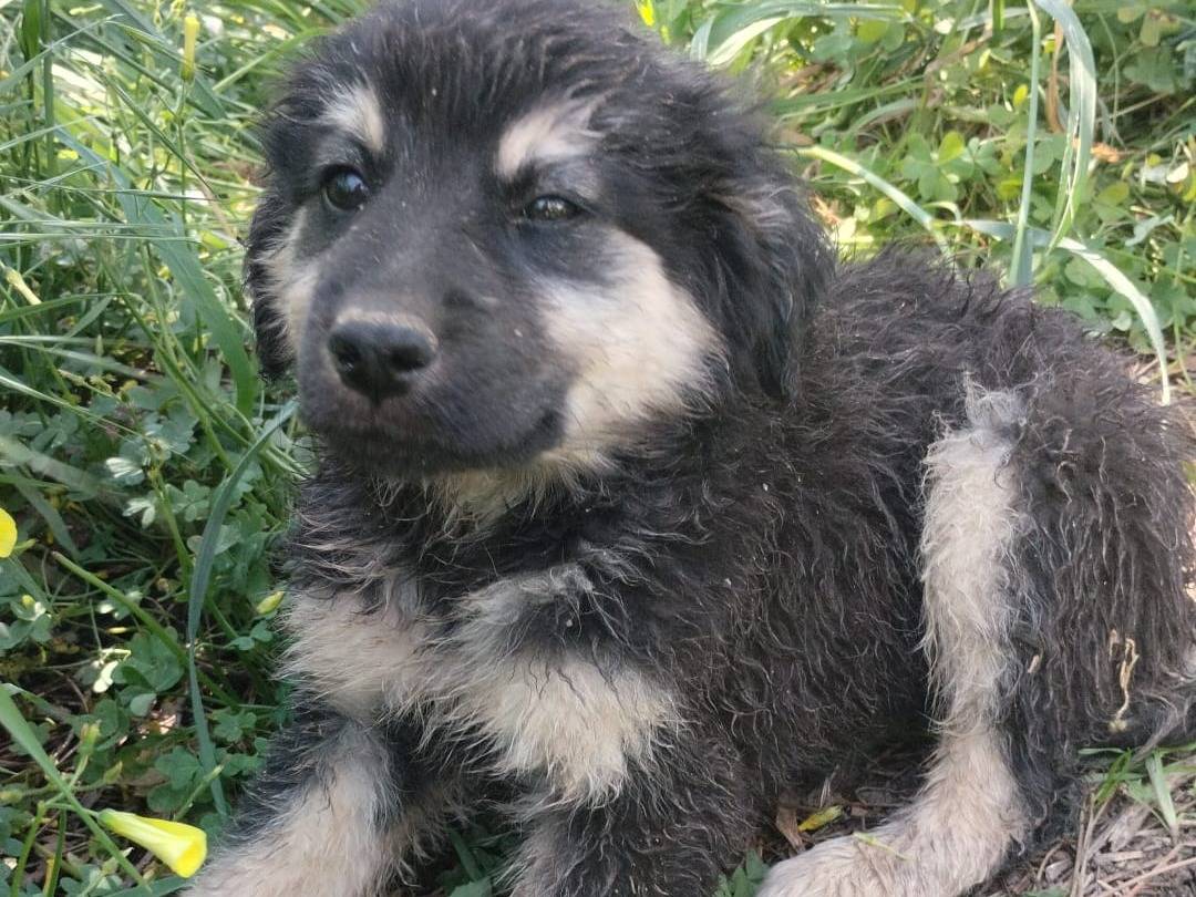 Adotta il cane ELIAN a Vibo