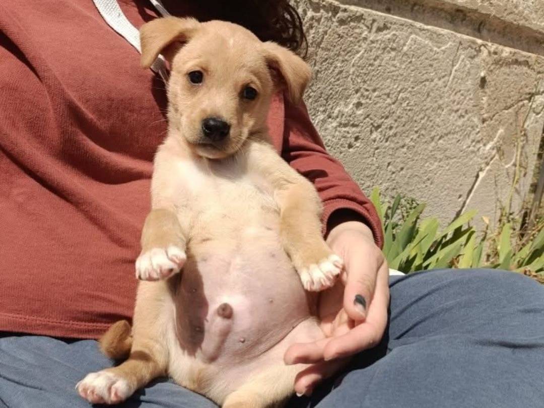 Adozione cane, maschio, Labrador Retriever Razza sconosciuta, 1 mesi, taglia media contenuta, Pavia