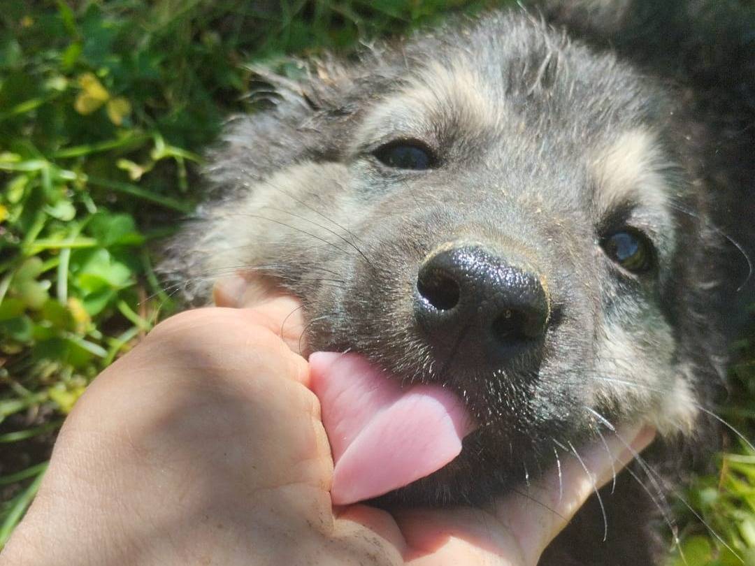 Vuoi adottare un cane a Vibo?