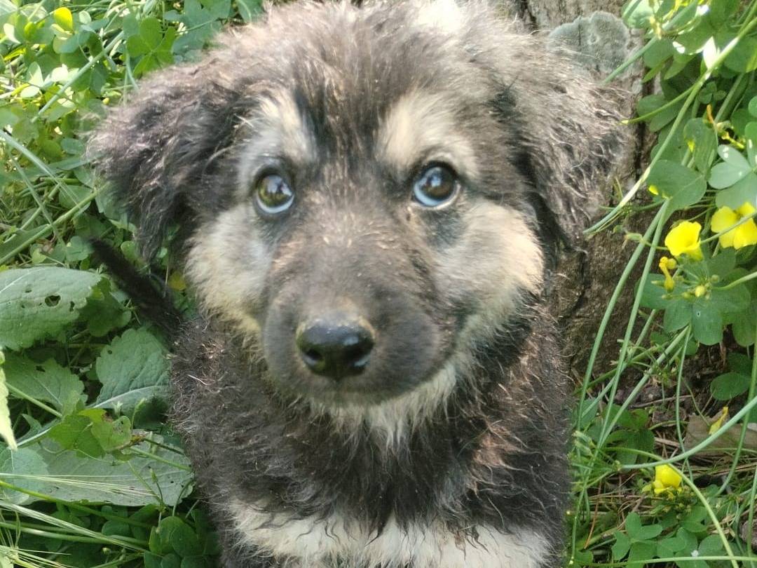 Adotta un cane, maschio, 4 mesi, Vibo