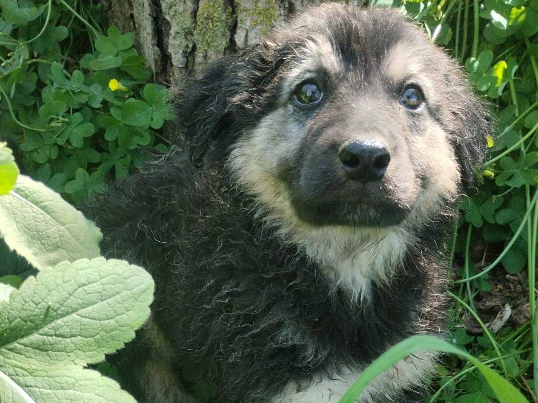 Adotta un cane, taglia media, maschio, Vibo