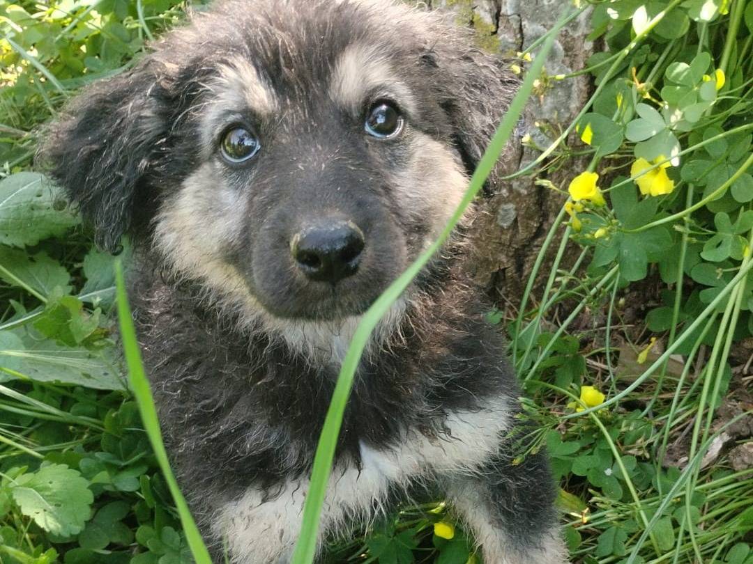 Adozione cane, maschio, Razza sconosciuta Razza sconosciuta, 4 mesi, taglia media, Vibo