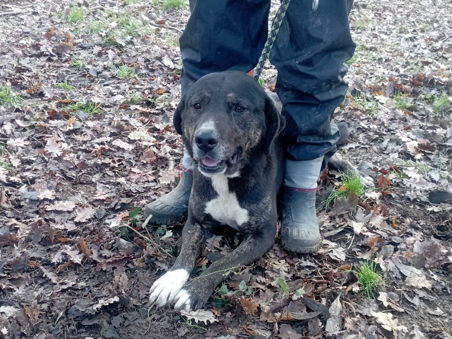 Adotta un cane, taglia grande, maschio, Vibo