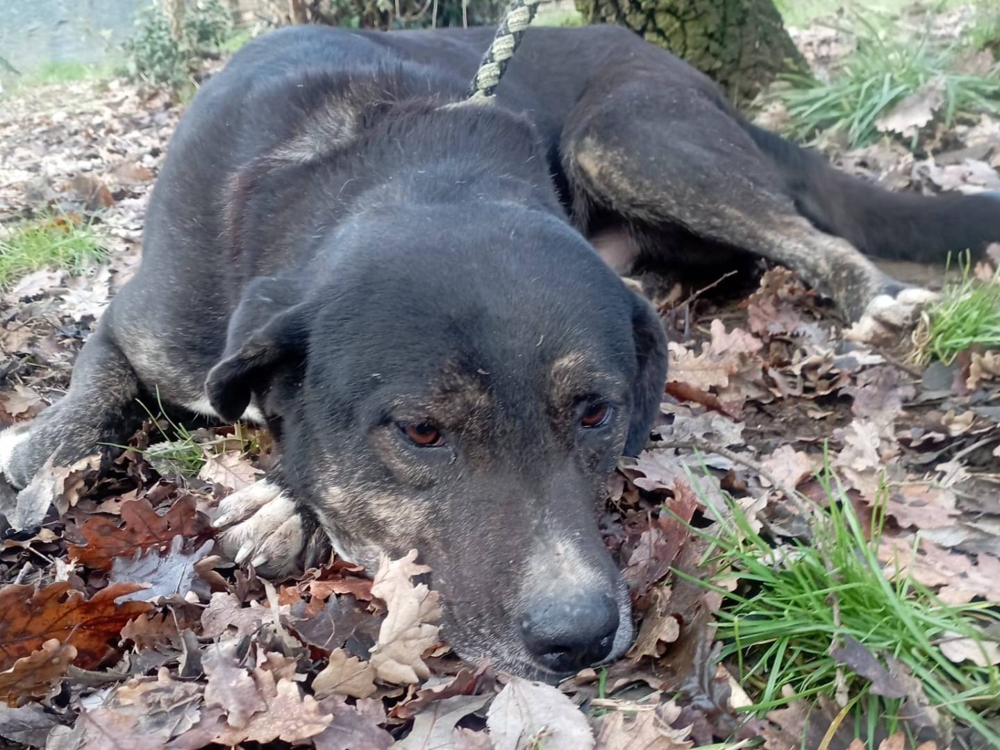 Adotta il cane SPIKE a Vibo