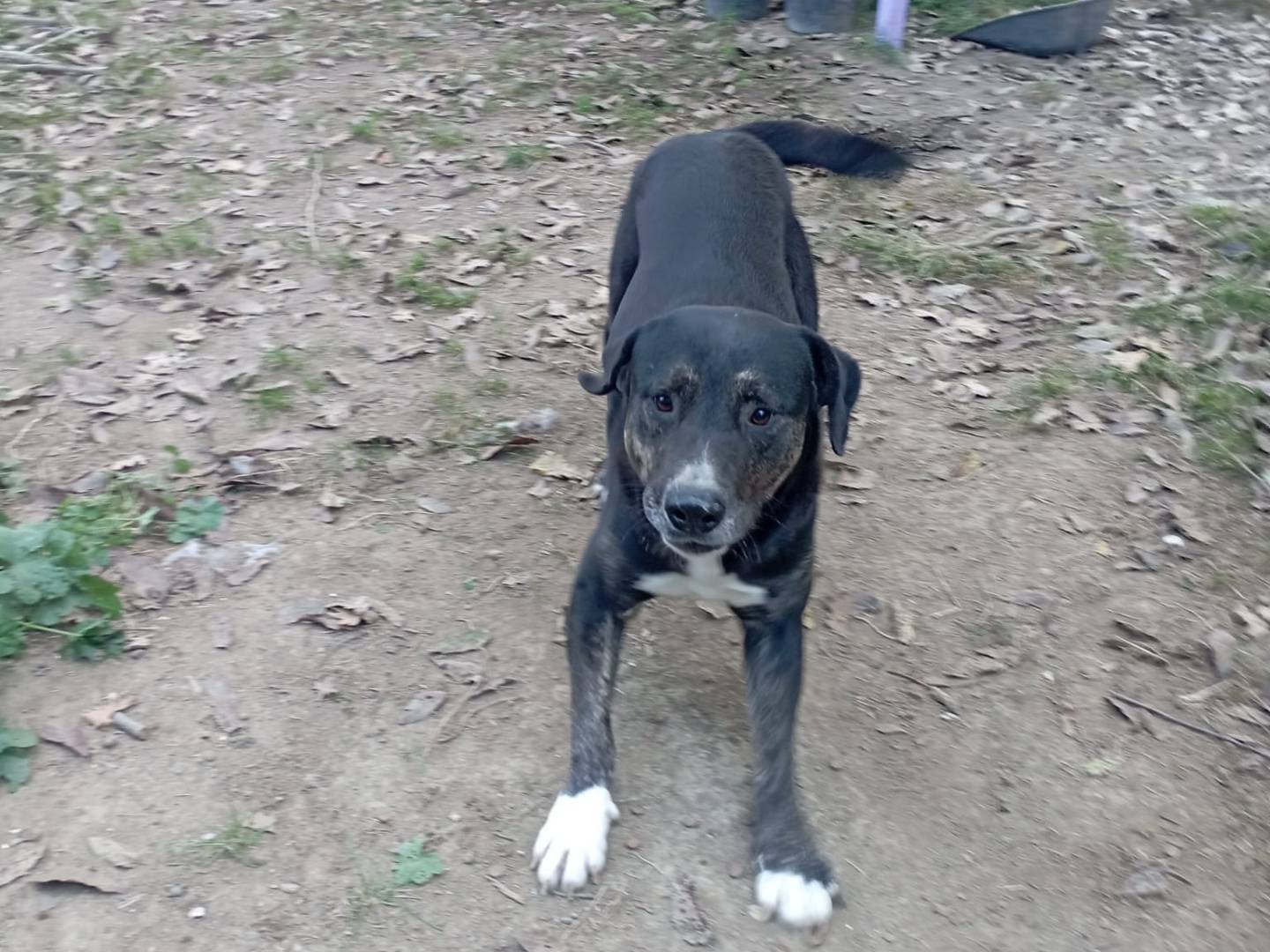 Adotta un cane, maschio, 4 anni e 2 mesi, Vibo