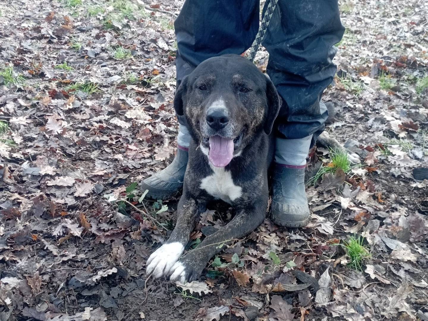 Adozione cane, maschio, Segugio Razza sconosciuta, 4 anni e 2 mesi, taglia grande, Vibo
