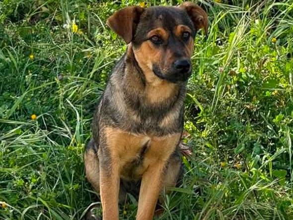 Adozione cane, femmina, Razza sconosciuta Razza sconosciuta, 5 mesi, taglia media, Vibo