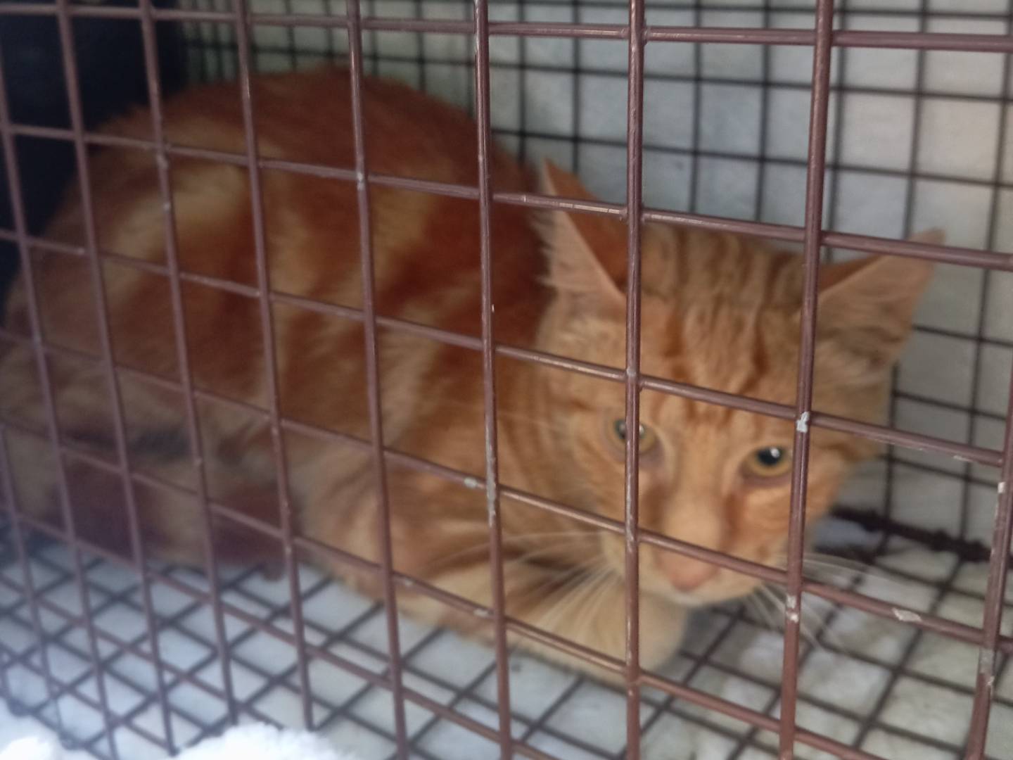 Adozione gatto, maschio, Razza sconosciuta Razza sconosciuta, 6 mesi, taglia non valida, Viterbo