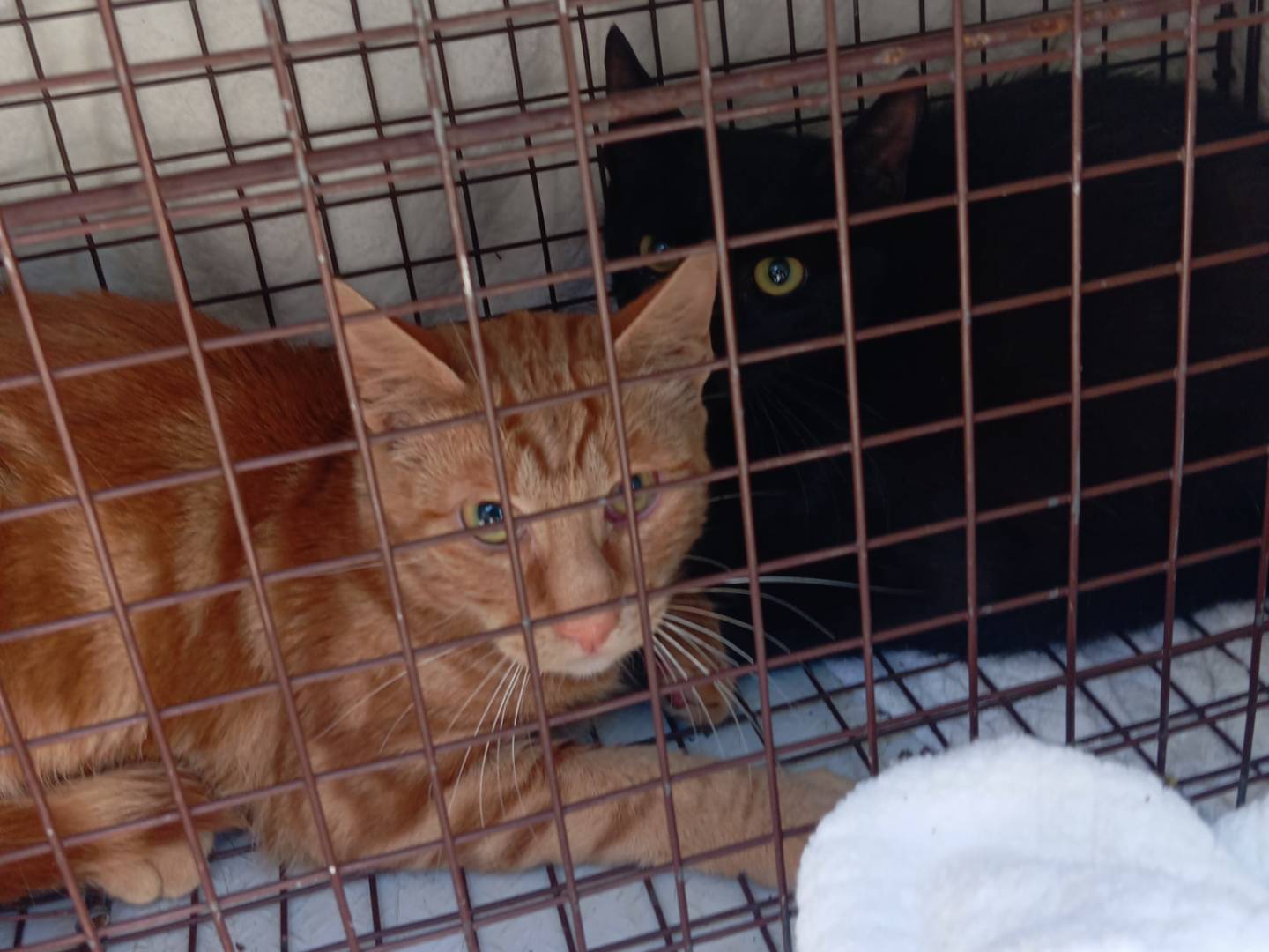 Adotta un gatto, maschio, 6 mesi, Viterbo