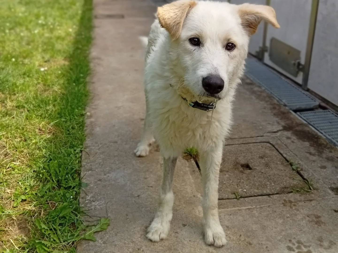 Adotta un cane, femmina, 4 anni e 7 mesi, Bergamo