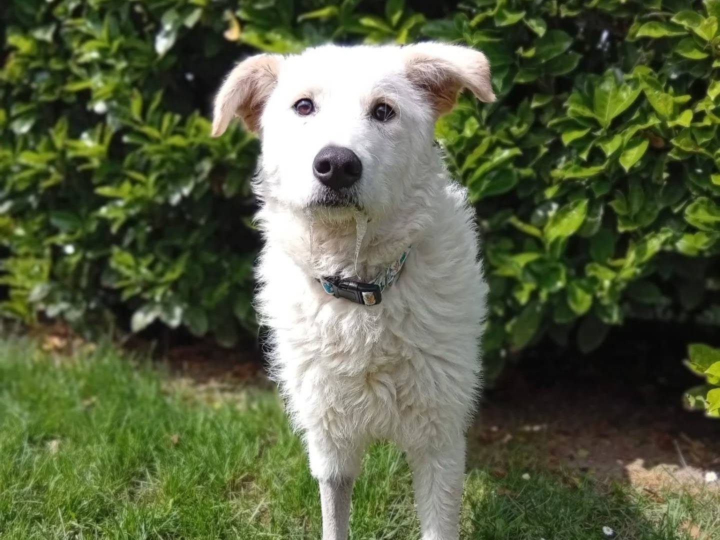 Adotta un cane, taglia media, femmina, Bergamo