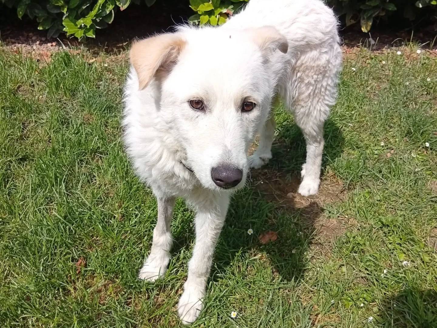Vuoi adottare un cane a Bergamo?