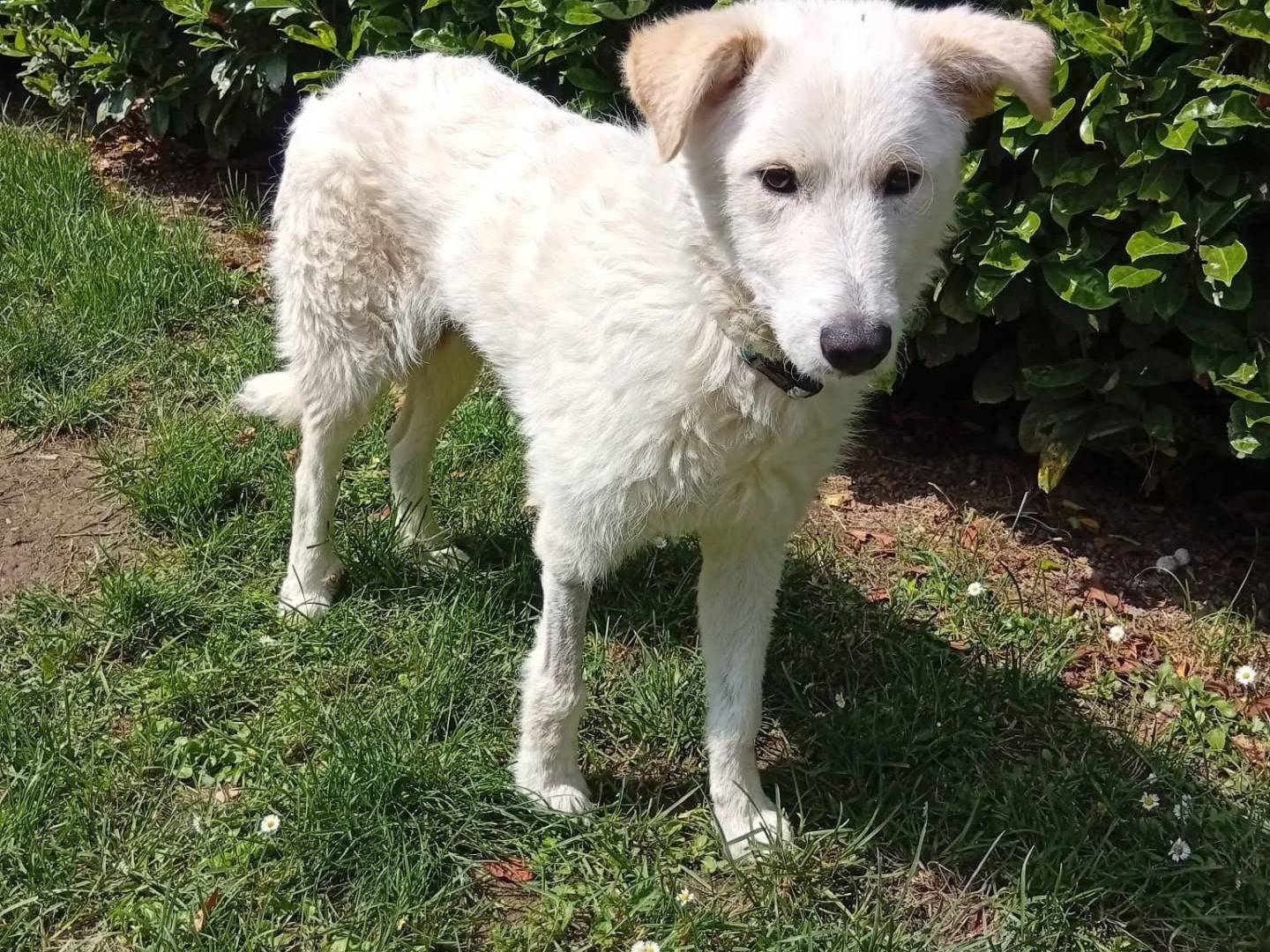 Adotta il cane Neve a Bergamo