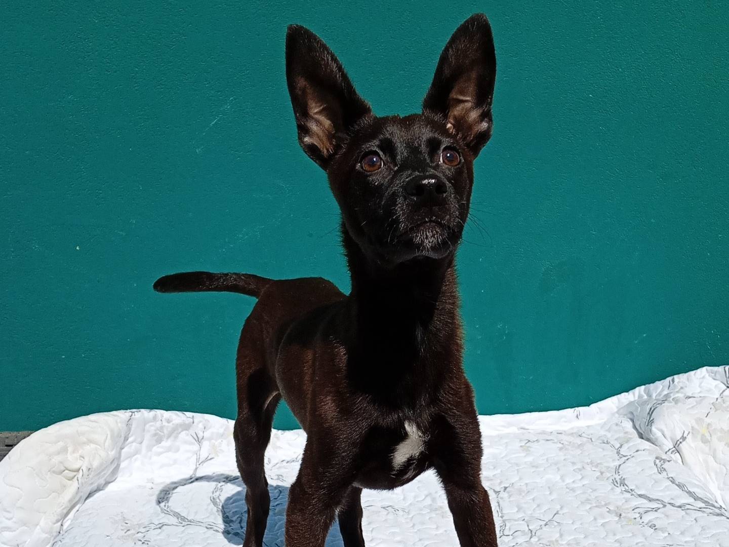 Adozione cane, maschio, Razza sconosciuta Razza sconosciuta, 5 mesi, taglia piccola, La