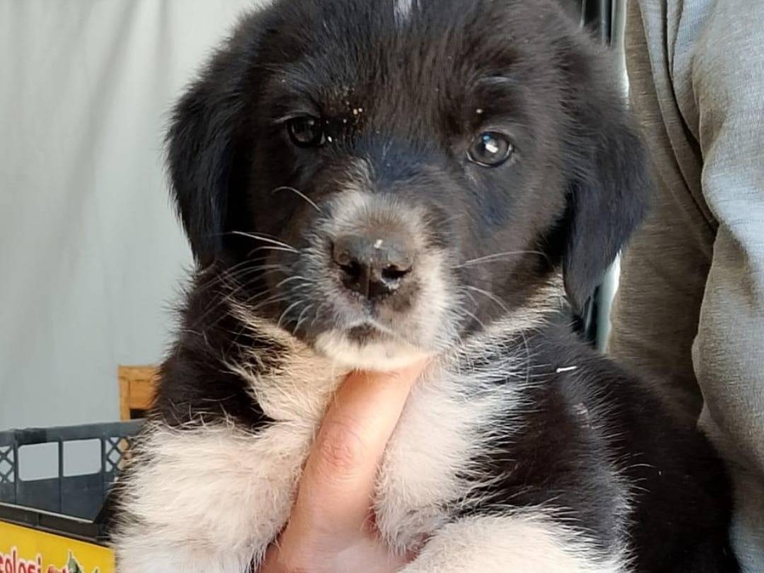 Adozione cane, femmina, Razza sconosciuta Razza sconosciuta, 3 mesi, taglia media, Siracusa